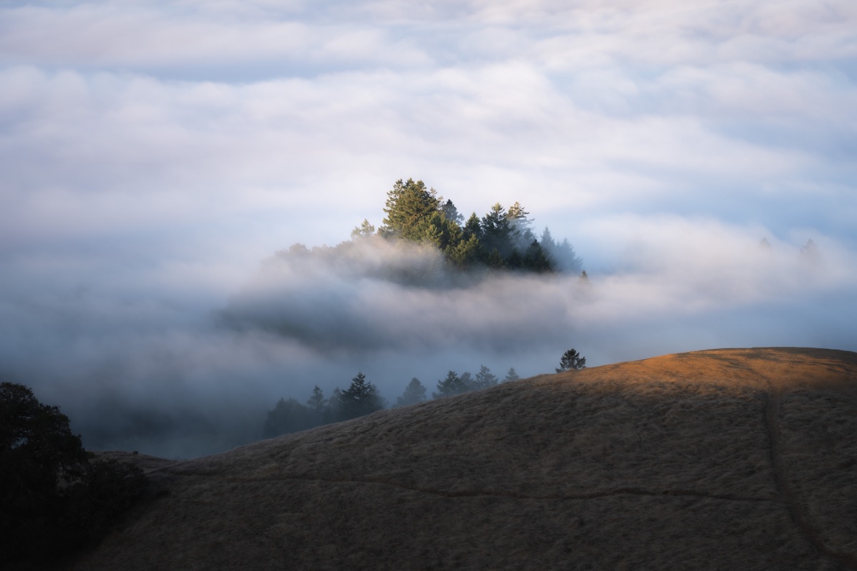A tree island poking through a sea of clouds at sunrise